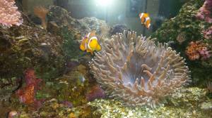 STEAM Finding Nemo activities- Why not take a field trip to your local aquarium and find Nemo? 