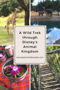 A Wild Trek through Disney's Animal Kingdom