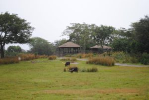 Kilimanjaro Safari