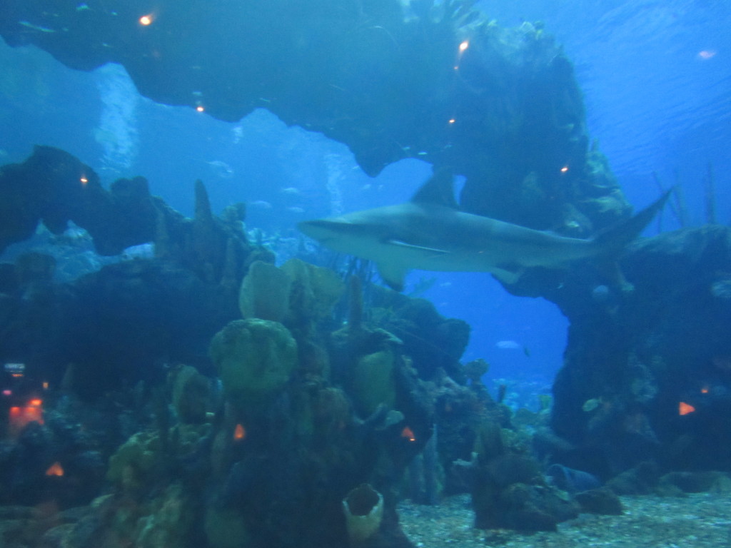 Coral Reef Restaurant at WDW's EPCOT - Tips from the Disney Divas and Devos